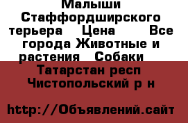 Малыши Стаффордширского терьера  › Цена ­ 1 - Все города Животные и растения » Собаки   . Татарстан респ.,Чистопольский р-н